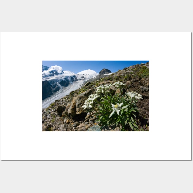 Edelweiss and glacier (C007/0409) Wall Art by SciencePhoto